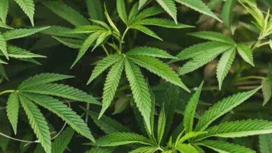 detox marijuanna cannabis
